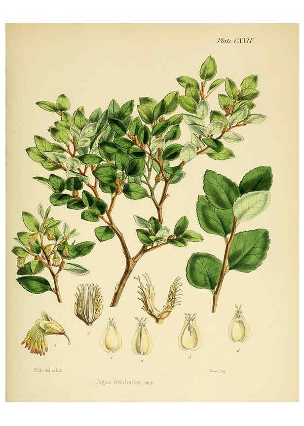 Reproducción/Reproduction 6302971078: The botany of the Antarctic voyage of H.M. discovery ships Erebus and Terror in the Years 1839-1843. v.1. plates London :Reeve Brothers,1844-60