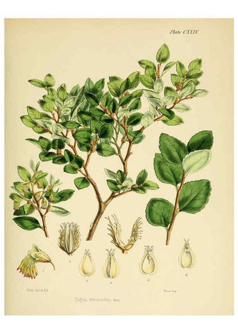 Reproducción/Reproduction 6302971078: The botany of the Antarctic voyage of H.M. discovery ships Erebus and Terror in the Years 1839-1843. v.1. plates London :Reeve Brothers,1844-60