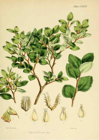 Reproducción/Reproduction 6302971078: The botany of the Antarctic voyage of H.M. discovery ships Erebus and Terror in the Years 1839-1843. v.1. plates London :Reeve Brothers,1844-60