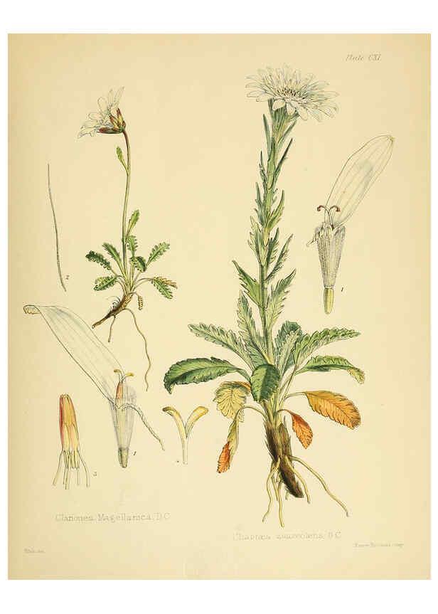 Reproducción/Reproduction 6302440891: The botany of the Antarctic voyage of H.M. discovery ships Erebus and Terror in the Years 1839-1843. v.1. plates London :Reeve Brothers,1844-60