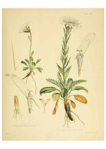 Reproducción/Reproduction 6302440891: The botany of the Antarctic voyage of H.M. discovery ships Erebus and Terror in the Years 1839-1843. v.1. plates London :Reeve Brothers,1844-60