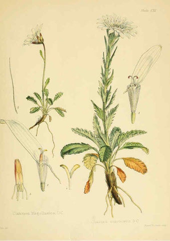 Reproducción/Reproduction 6302440891: The botany of the Antarctic voyage of H.M. discovery ships Erebus and Terror in the Years 1839-1843. v.1. plates London :Reeve Brothers,1844-60
