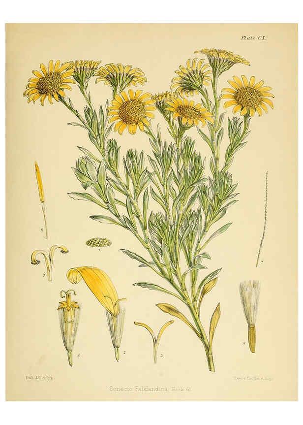 Reproducción/Reproduction 6302966652: The botany of the Antarctic voyage of H.M. discovery ships Erebus and Terror in the Years 1839-1843. v.1. plates London :Reeve Brothers,1844-60