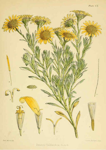 Reproducción/Reproduction 6302966652: The botany of the Antarctic voyage of H.M. discovery ships Erebus and Terror in the Years 1839-1843. v.1. plates London :Reeve Brothers,1844-60
