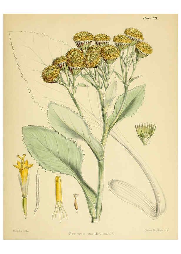 Reproducción/Reproduction 6302440293: The botany of the Antarctic voyage of H.M. discovery ships Erebus and Terror in the Years 1839-1843. v.1. plates London :Reeve Brothers,1844-60