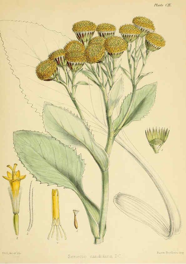 Reproducción/Reproduction 6302440293: The botany of the Antarctic voyage of H.M. discovery ships Erebus and Terror in the Years 1839-1843. v.1. plates London :Reeve Brothers,1844-60