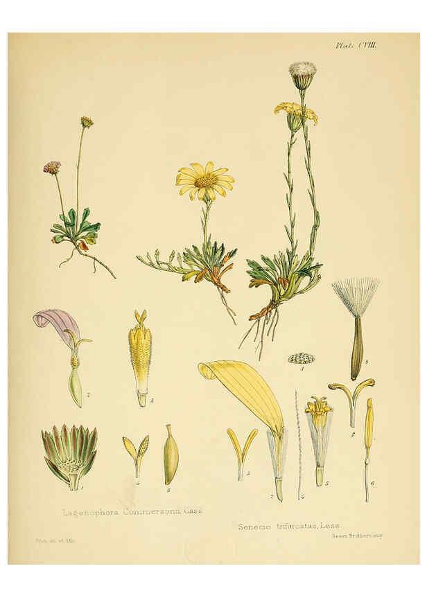 Reproducción/Reproduction 6302966092: The botany of the Antarctic voyage of H.M. discovery ships Erebus and Terror in the Years 1839-1843. v.1. plates London :Reeve Brothers,1844-60