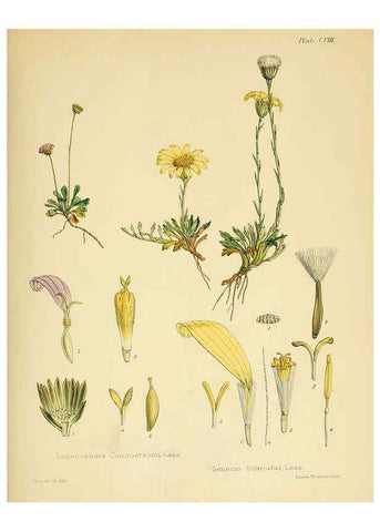 Reproducción/Reproduction 6302966092: The botany of the Antarctic voyage of H.M. discovery ships Erebus and Terror in the Years 1839-1843. v.1. plates London :Reeve Brothers,1844-60