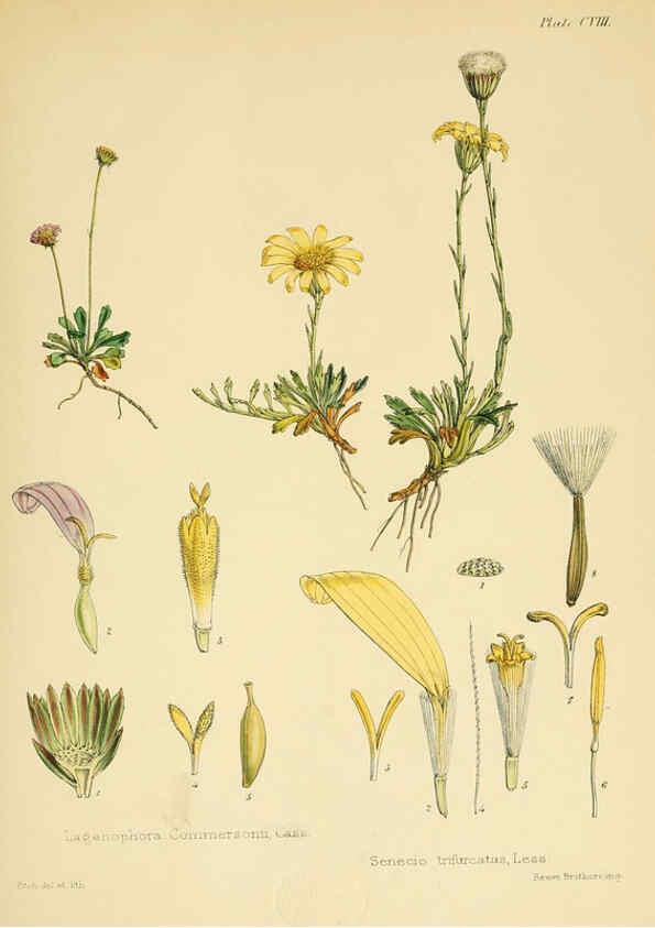 Reproducción/Reproduction 6302966092: The botany of the Antarctic voyage of H.M. discovery ships Erebus and Terror in the Years 1839-1843. v.1. plates London :Reeve Brothers,1844-60