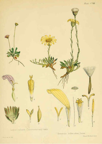 Reproducción/Reproduction 6302966092: The botany of the Antarctic voyage of H.M. discovery ships Erebus and Terror in the Years 1839-1843. v.1. plates London :Reeve Brothers,1844-60