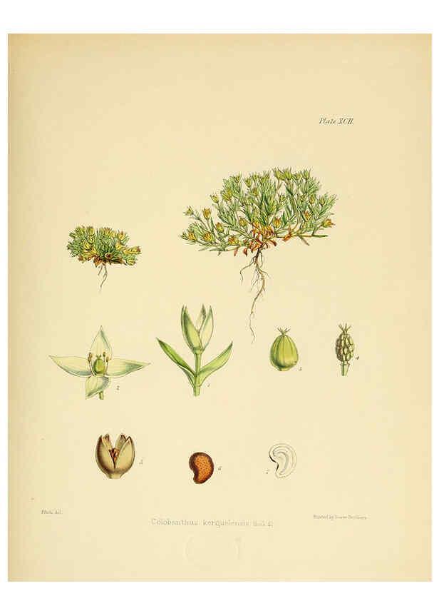 Reproducción/Reproduction 6302434981: The botany of the Antarctic voyage of H.M. discovery ships Erebus and Terror in the Years 1839-1843. v.1. plates London :Reeve Brothers,1844-60