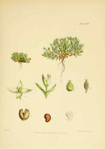 Reproducción/Reproduction 6302434981: The botany of the Antarctic voyage of H.M. discovery ships Erebus and Terror in the Years 1839-1843. v.1. plates London :Reeve Brothers,1844-60
