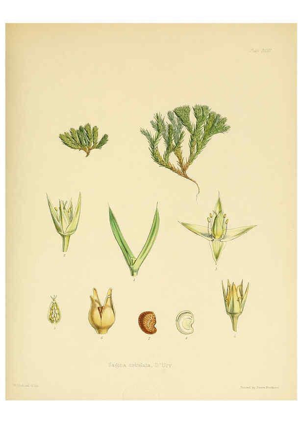 Reproducción/Reproduction 6302435305: The botany of the Antarctic voyage of H.M. discovery ships Erebus and Terror in the Years 1839-1843. v.1. plates London :Reeve Brothers,1844-60