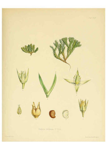 Reproducción/Reproduction 6302435305: The botany of the Antarctic voyage of H.M. discovery ships Erebus and Terror in the Years 1839-1843. v.1. plates London :Reeve Brothers,1844-60