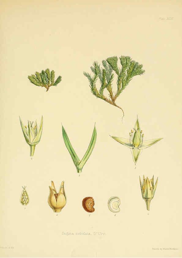 Reproducción/Reproduction 6302435305: The botany of the Antarctic voyage of H.M. discovery ships Erebus and Terror in the Years 1839-1843. v.1. plates London :Reeve Brothers,1844-60