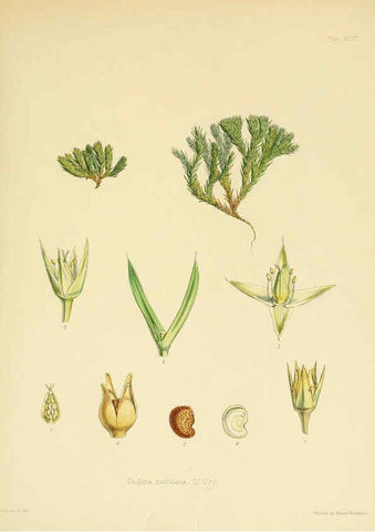 Reproducción/Reproduction 6302435305: The botany of the Antarctic voyage of H.M. discovery ships Erebus and Terror in the Years 1839-1843. v.1. plates London :Reeve Brothers,1844-60
