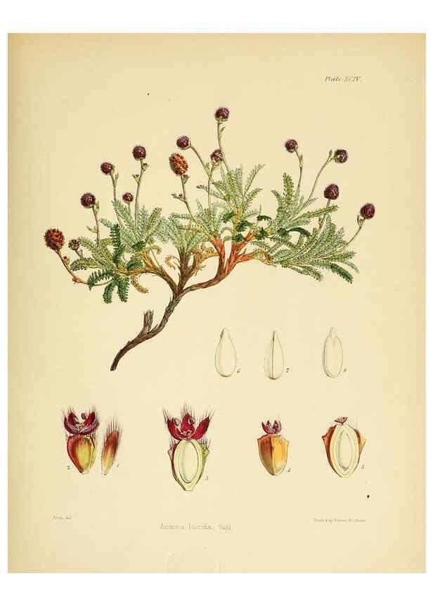 Reproducción/Reproduction 6302961566: The botany of the Antarctic voyage of H.M. discovery ships Erebus and Terror in the Years 1839-1843. v.1. plates London :Reeve Brothers,1844-60