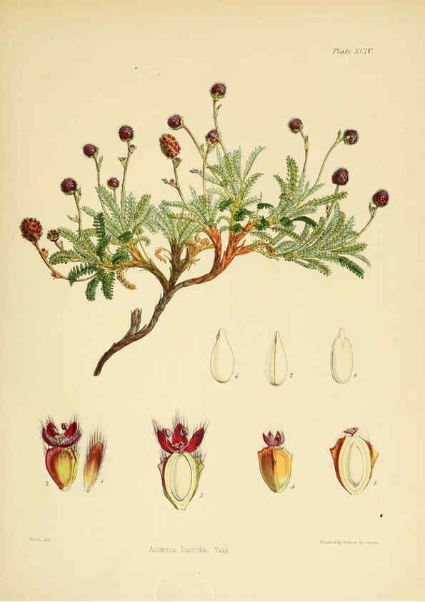 Reproducción/Reproduction 6302961566: The botany of the Antarctic voyage of H.M. discovery ships Erebus and Terror in the Years 1839-1843. v.1. plates London :Reeve Brothers,1844-60