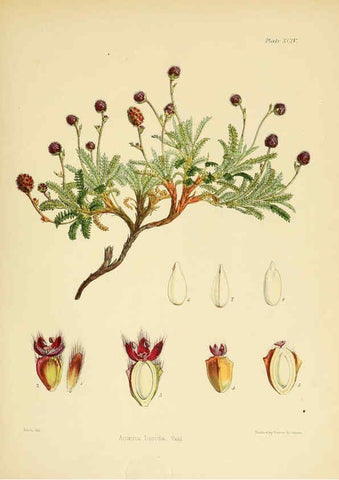 Reproducción/Reproduction 6302961566: The botany of the Antarctic voyage of H.M. discovery ships Erebus and Terror in the Years 1839-1843. v.1. plates London :Reeve Brothers,1844-60