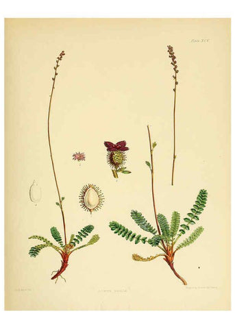 Reproducción/Reproduction 6302435767: The botany of the Antarctic voyage of H.M. discovery ships Erebus and Terror in the Years 1839-1843. v.1. plates London :Reeve Brothers,1844-60