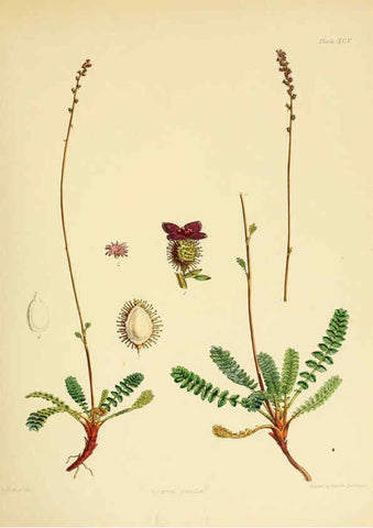 Reproducción/Reproduction 6302435767: The botany of the Antarctic voyage of H.M. discovery ships Erebus and Terror in the Years 1839-1843. v.1. plates London :Reeve Brothers,1844-60