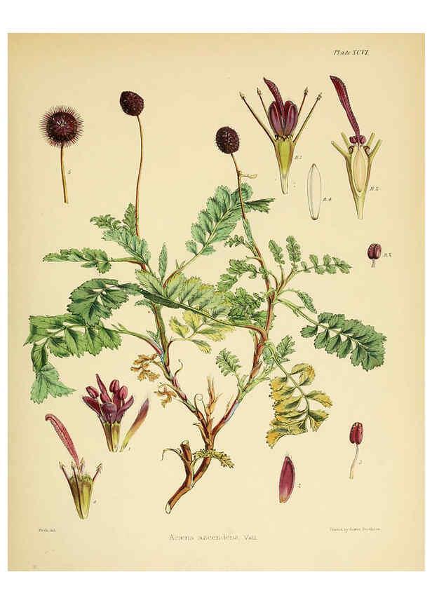 Reproducción/Reproduction 6302962018: The botany of the Antarctic voyage of H.M. discovery ships Erebus and Terror in the Years 1839-1843. v.1. plates London :Reeve Brothers,1844-60