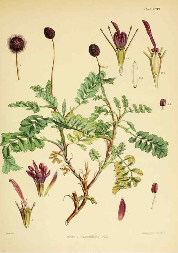 Reproducción/Reproduction 6302962018: The botany of the Antarctic voyage of H.M. discovery ships Erebus and Terror in the Years 1839-1843. v.1. plates London :Reeve Brothers,1844-60