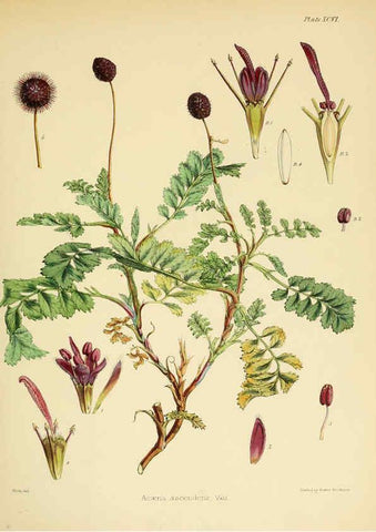 Reproducción/Reproduction 6302962018: The botany of the Antarctic voyage of H.M. discovery ships Erebus and Terror in the Years 1839-1843. v.1. plates London :Reeve Brothers,1844-60