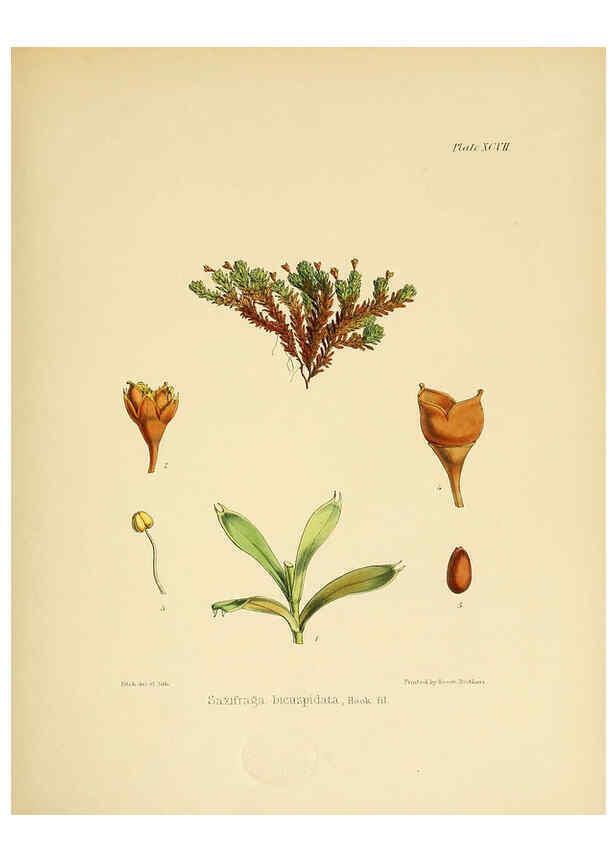 Reproducción/Reproduction 6302437165: The botany of the Antarctic voyage of H.M. discovery ships Erebus and Terror in the Years 1839-1843. v.1. plates London :Reeve Brothers,1844-60