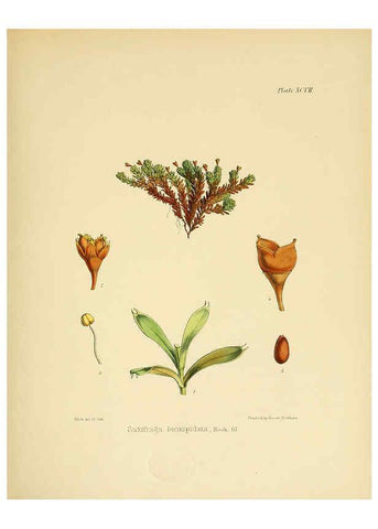 Reproducción/Reproduction 6302437165: The botany of the Antarctic voyage of H.M. discovery ships Erebus and Terror in the Years 1839-1843. v.1. plates London :Reeve Brothers,1844-60
