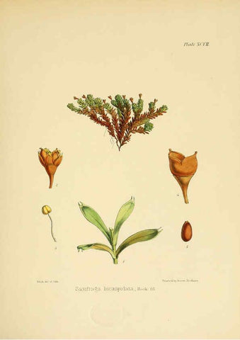 Reproducción/Reproduction 6302437165: The botany of the Antarctic voyage of H.M. discovery ships Erebus and Terror in the Years 1839-1843. v.1. plates London :Reeve Brothers,1844-60