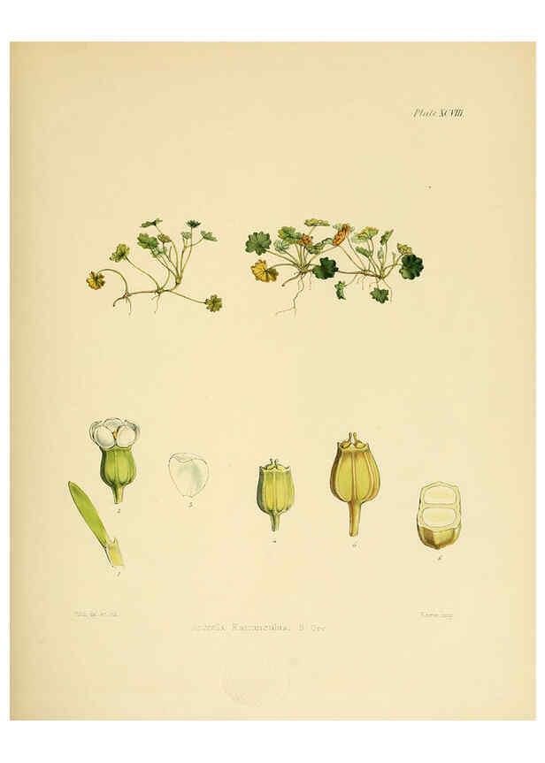 Reproducción/Reproduction 6302437379: The botany of the Antarctic voyage of H.M. discovery ships Erebus and Terror in the Years 1839-1843. v.1. plates London :Reeve Brothers,1844-60