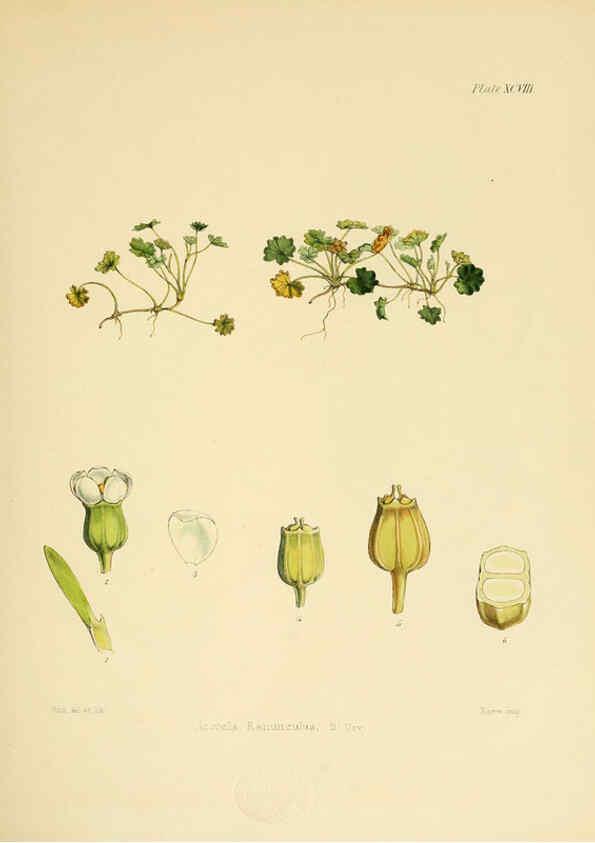 Reproducción/Reproduction 6302437379: The botany of the Antarctic voyage of H.M. discovery ships Erebus and Terror in the Years 1839-1843. v.1. plates London :Reeve Brothers,1844-60