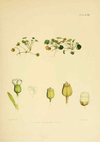 Reproducción/Reproduction 6302437379: The botany of the Antarctic voyage of H.M. discovery ships Erebus and Terror in the Years 1839-1843. v.1. plates London :Reeve Brothers,1844-60
