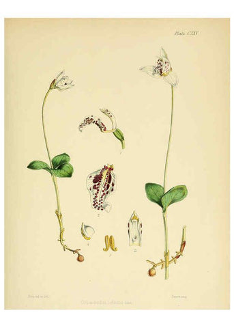Reproducción/Reproduction 6302445469: The botany of the Antarctic voyage of H.M. discovery ships Erebus and Terror in the Years 1839-1843. v.1. plates London :Reeve Brothers,1844-60