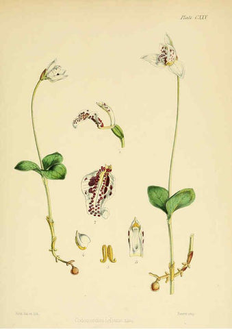 Reproducción/Reproduction 6302445469: The botany of the Antarctic voyage of H.M. discovery ships Erebus and Terror in the Years 1839-1843. v.1. plates London :Reeve Brothers,1844-60