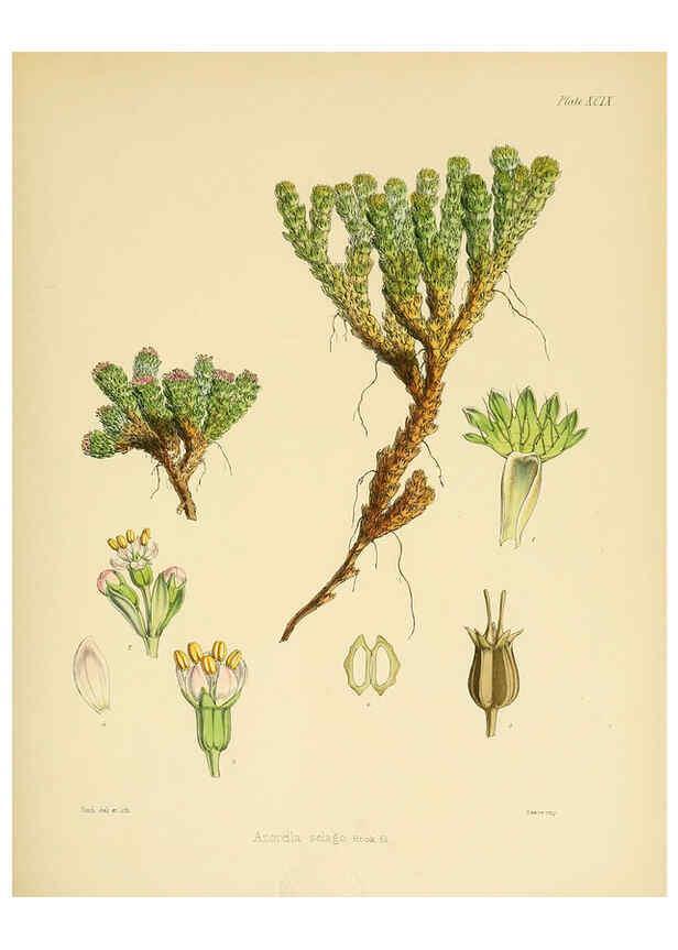 Reproducción/Reproduction 6302963796: The botany of the Antarctic voyage of H.M. discovery ships Erebus and Terror in the Years 1839-1843. v.1. plates London :Reeve Brothers,1844-60