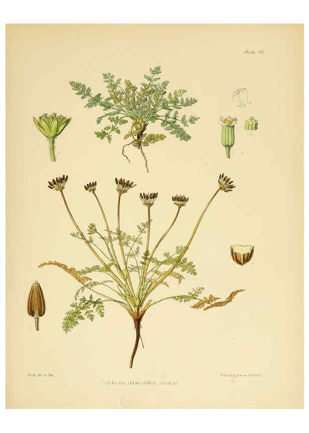Reproducción/Reproduction 6302438285: The botany of the Antarctic voyage of H.M. discovery ships Erebus and Terror in the Years 1839-1843. v.1. plates London :Reeve Brothers,1844-60