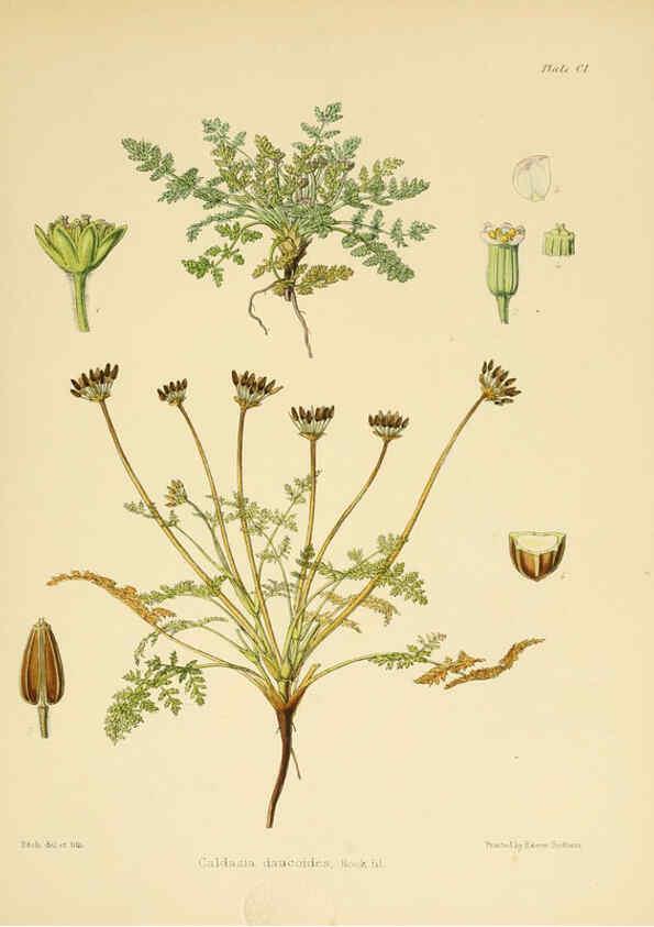Reproducción/Reproduction 6302438285: The botany of the Antarctic voyage of H.M. discovery ships Erebus and Terror in the Years 1839-1843. v.1. plates London :Reeve Brothers,1844-60