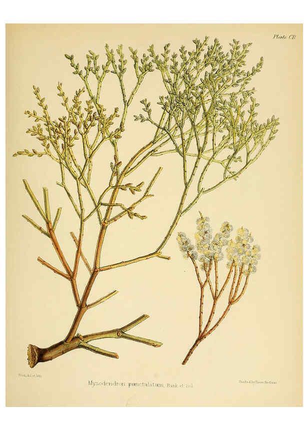 Reproducción/Reproduction 6302438541: The botany of the Antarctic voyage of H.M. discovery ships Erebus and Terror in the Years 1839-1843. v.1. plates London :Reeve Brothers,1844-60