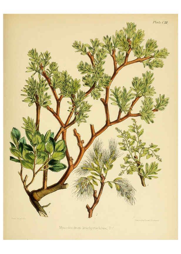 Reproducción/Reproduction 6302438813: The botany of the Antarctic voyage of H.M. discovery ships Erebus and Terror in the Years 1839-1843. v.1. plates London :Reeve Brothers,1844-60
