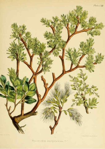 Reproducción/Reproduction 6302438813: The botany of the Antarctic voyage of H.M. discovery ships Erebus and Terror in the Years 1839-1843. v.1. plates London :Reeve Brothers,1844-60