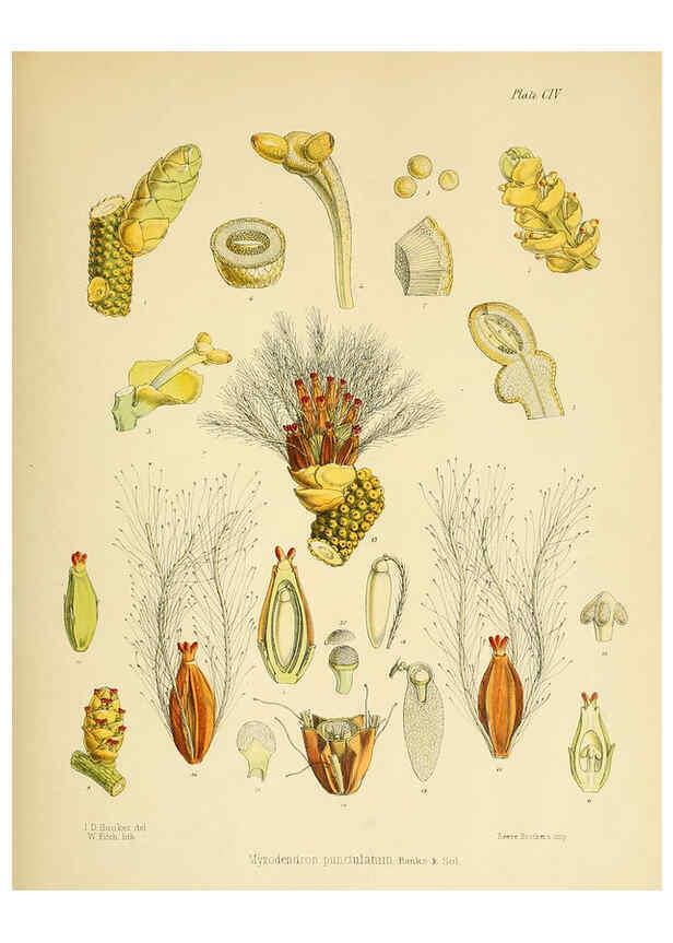Reproducción/Reproduction 6302965042: The botany of the Antarctic voyage of H.M. discovery ships Erebus and Terror in the Years 1839-1843. v.1. plates London :Reeve Brothers,1844-60