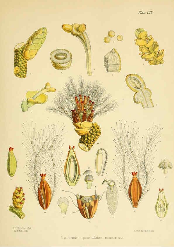 Reproducción/Reproduction 6302965042: The botany of the Antarctic voyage of H.M. discovery ships Erebus and Terror in the Years 1839-1843. v.1. plates London :Reeve Brothers,1844-60