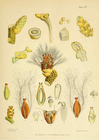 Reproducción/Reproduction 6302965042: The botany of the Antarctic voyage of H.M. discovery ships Erebus and Terror in the Years 1839-1843. v.1. plates London :Reeve Brothers,1844-60