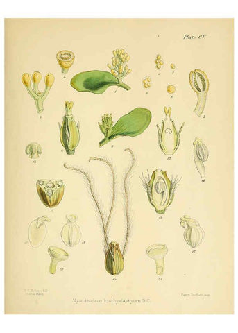 Reproducción/Reproduction 6302439387: The botany of the Antarctic voyage of H.M. discovery ships Erebus and Terror in the Years 1839-1843. v.1. plates London :Reeve Brothers,1844-60