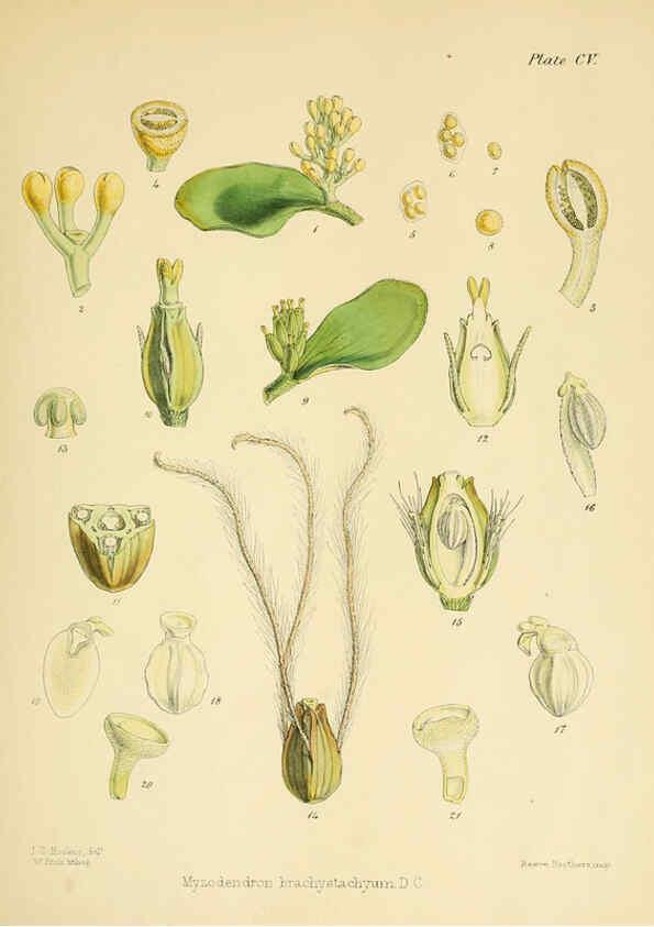 Reproducción/Reproduction 6302439387: The botany of the Antarctic voyage of H.M. discovery ships Erebus and Terror in the Years 1839-1843. v.1. plates London :Reeve Brothers,1844-60
