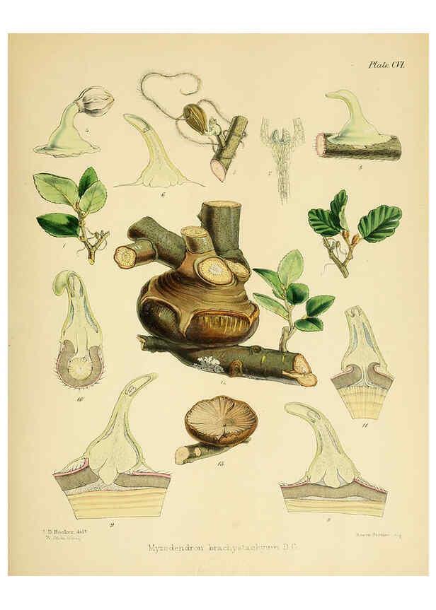 Reproducción/Reproduction 6302439623: The botany of the Antarctic voyage of H.M. discovery ships Erebus and Terror in the Years 1839-1843. v.1. plates London :Reeve Brothers,1844-60