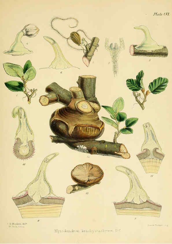 Reproducción/Reproduction 6302439623: The botany of the Antarctic voyage of H.M. discovery ships Erebus and Terror in the Years 1839-1843. v.1. plates London :Reeve Brothers,1844-60