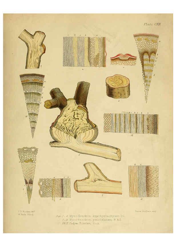 Reproducción/Reproduction 6302965876: The botany of the Antarctic voyage of H.M. discovery ships Erebus and Terror in the Years 1839-1843. v.1. plates London :Reeve Brothers,1844-60